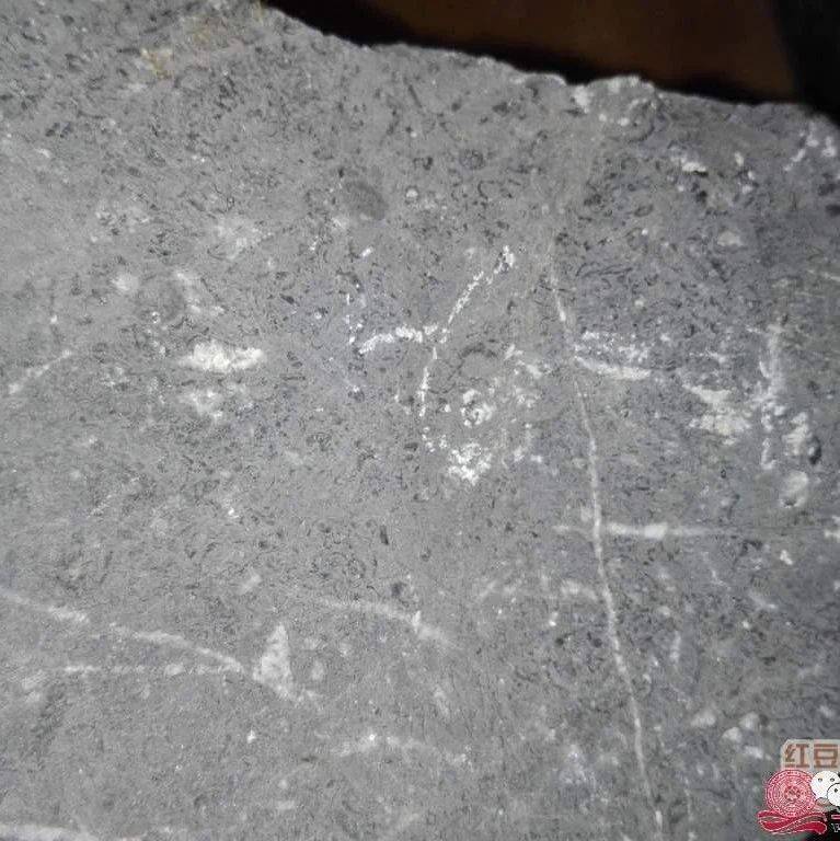 在北流市世界级泥盆纪化石群考察，又有重大发现，发现了一条奇怪的鱼化石_信息