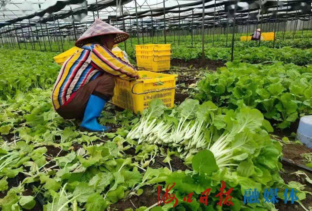 聚焦海口乡村振兴第794期丨琼山区建成17个蔬菜基地