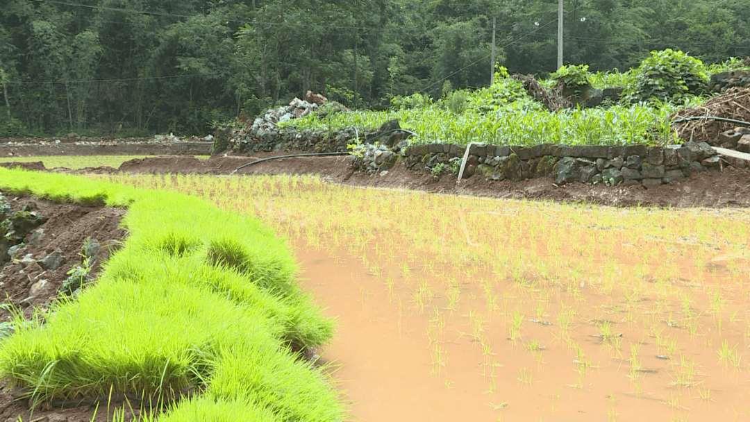 茅天镇同心村水田平组图片