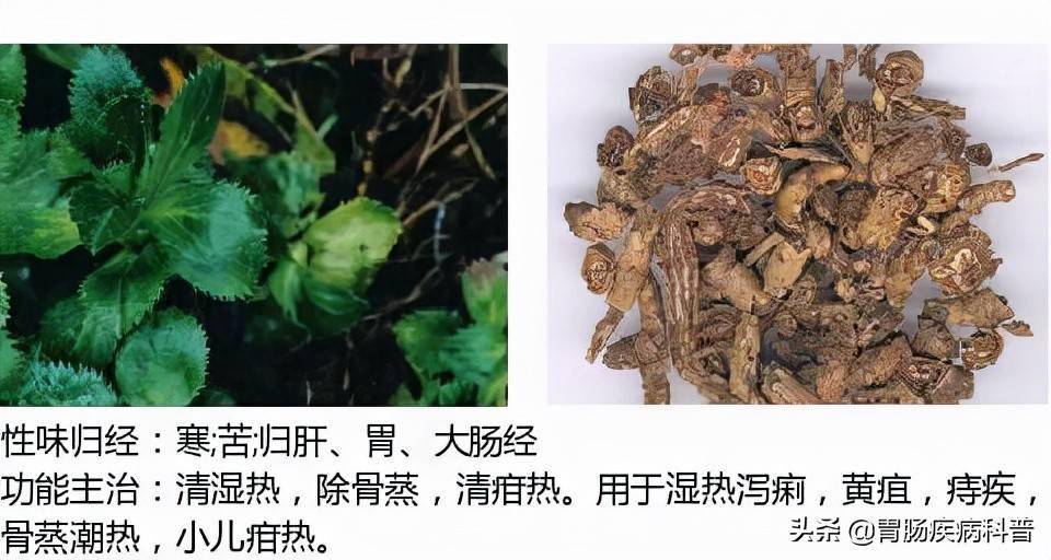 全網最全的中草藥圖譜圖片性味歸經主治功效還不收藏