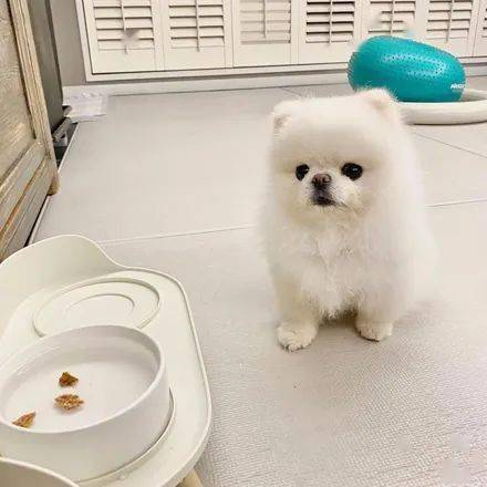 诚意|网友想骗狗子喝水,就把零食丢进水碗里,结果狗子的反应笑喷!