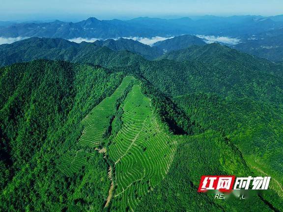 叶生|谈镇兴·安化｜马路镇：云台大叶生山崖 好茶自成一脉