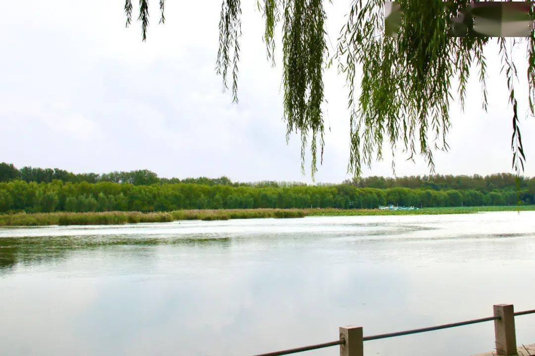 看看顺义潮白河水位涨了不少!