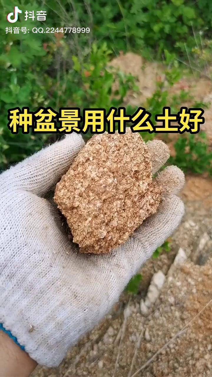 风化土盆景课堂盆景教学盆景一分钟干活教学