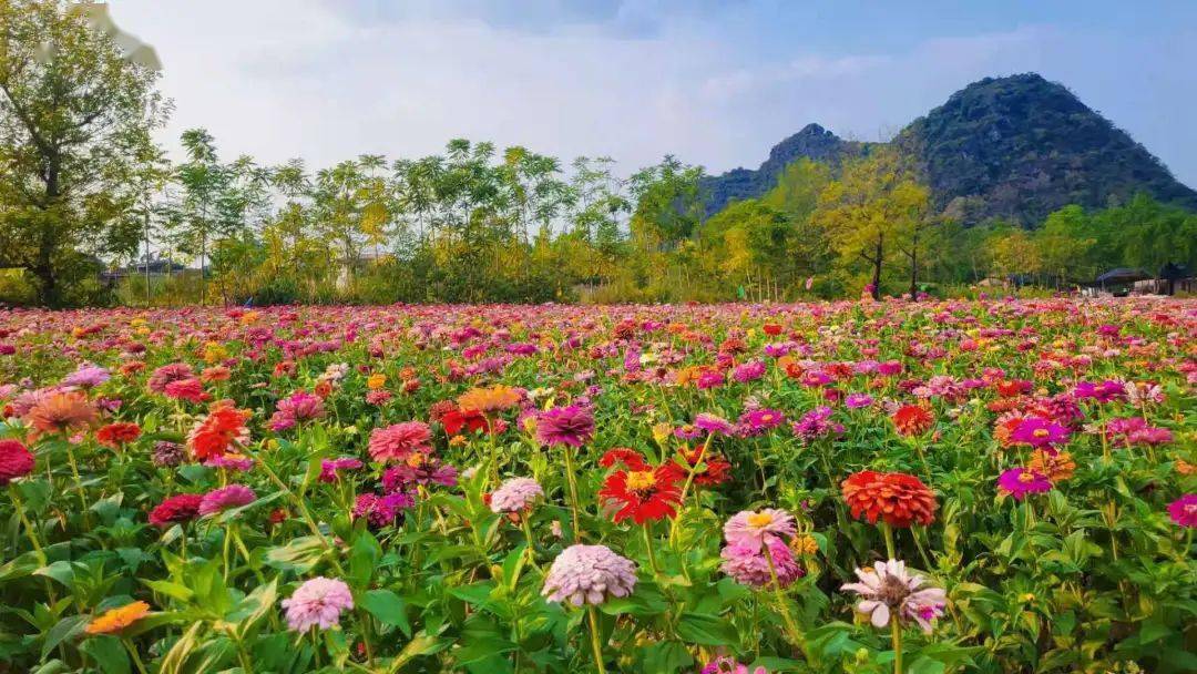桂林这片花海成了致富花