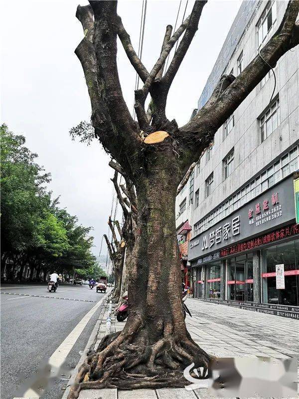 兴义南环路路边的榕树被剪光头 官方:预防病虫害