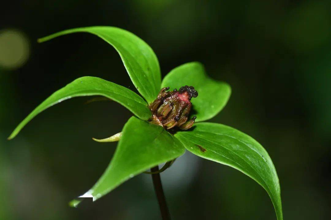 2021年8月7日经国务院批准,《国家重点保护野生植物名录》于2021年9月