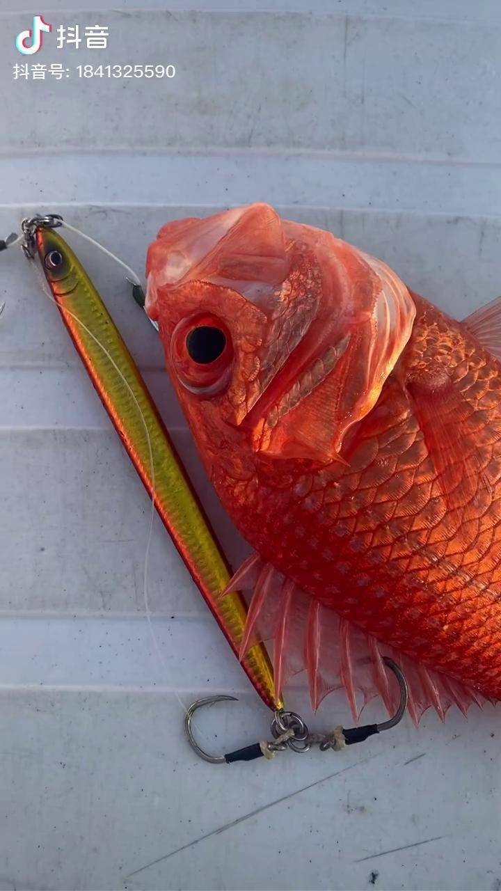 260米水深大陆架坡顶铁板钓到的将军甲真的不要太好看海王弗兰克黄岩