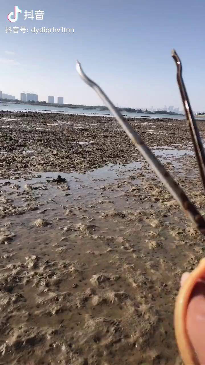 赶海抓螃蟹了兴哥赶海湛江抓螃蟹