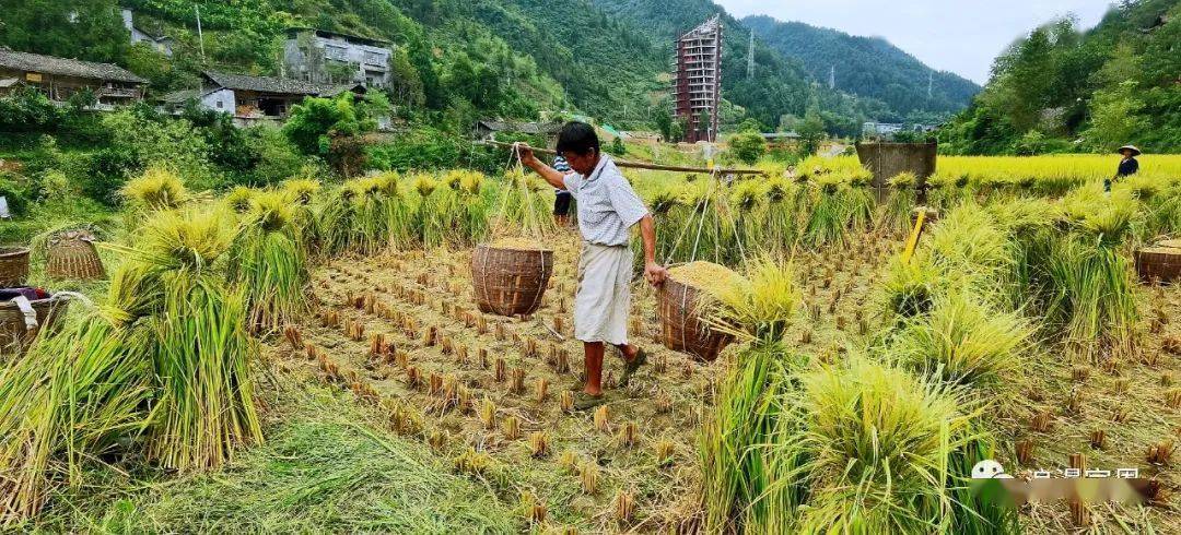 稻谷飘香踏秋赏景宣恩彭家寨秋收喜悦入画来