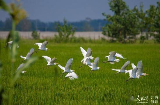 江苏泗洪:稻蛙共作双丰收_张连华