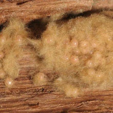 动植物检疫舞毒蛾远洋巨轮上危险的漂泊者