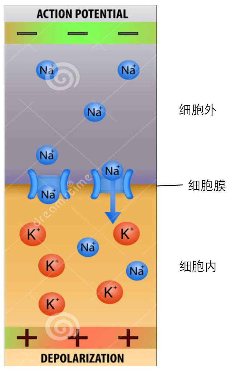 什么!学心理还要学生物?(上)_and