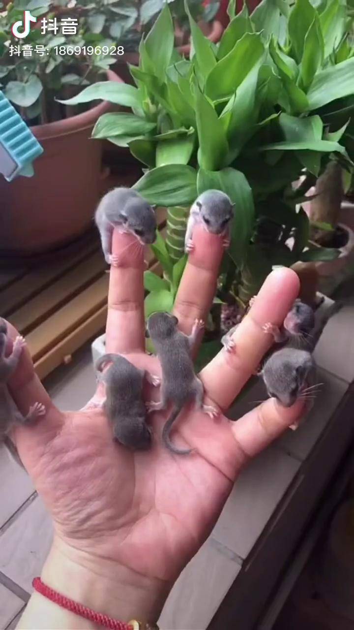 我这是捅了人家老窝不知道它们粑粑麻麻晚上会不会来找我西班牙睡鼠