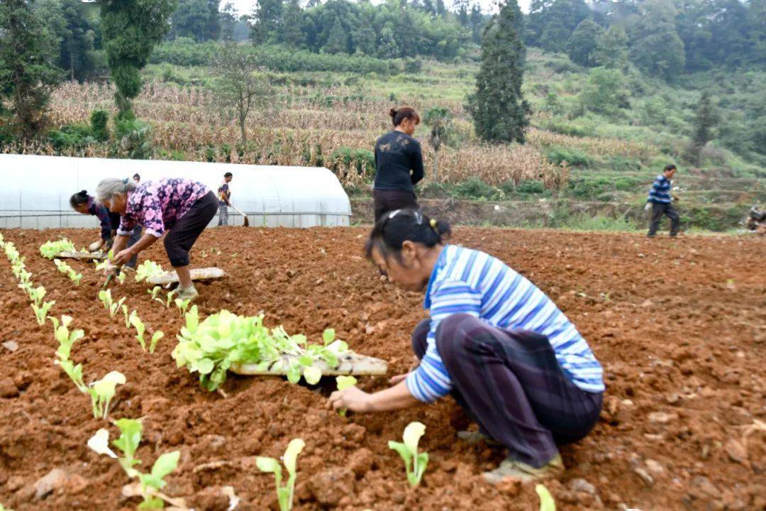 开阳冯三镇毛力村:产业聚焦"短平快 基地种下小白菜