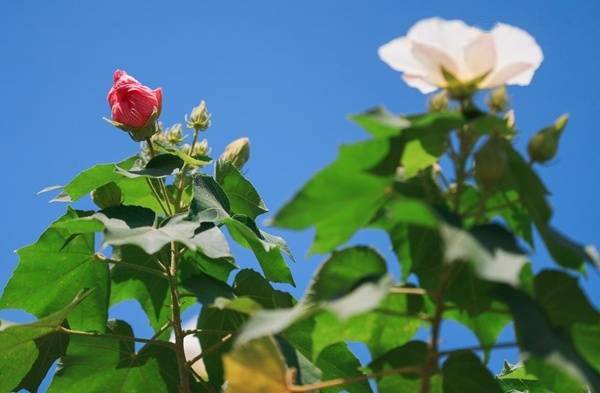 初秋花儿开 视界