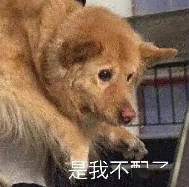 舔狗的表情图片 3f42315484dc4f06ac82ed5dc5aff39f.jpeg