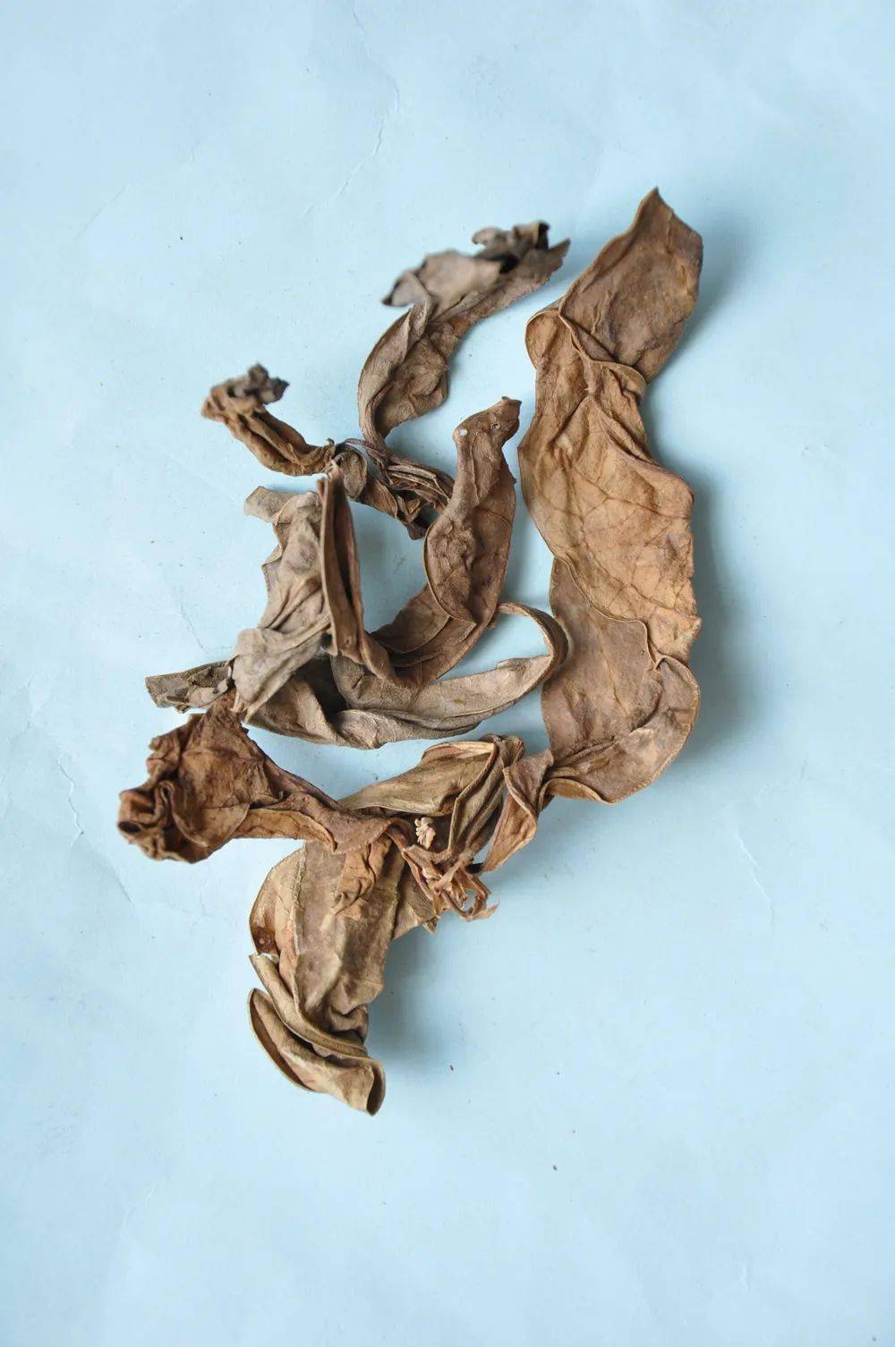 龙脷叶干品 【常用食疗方】 龙脷叶百合鲫鱼汤