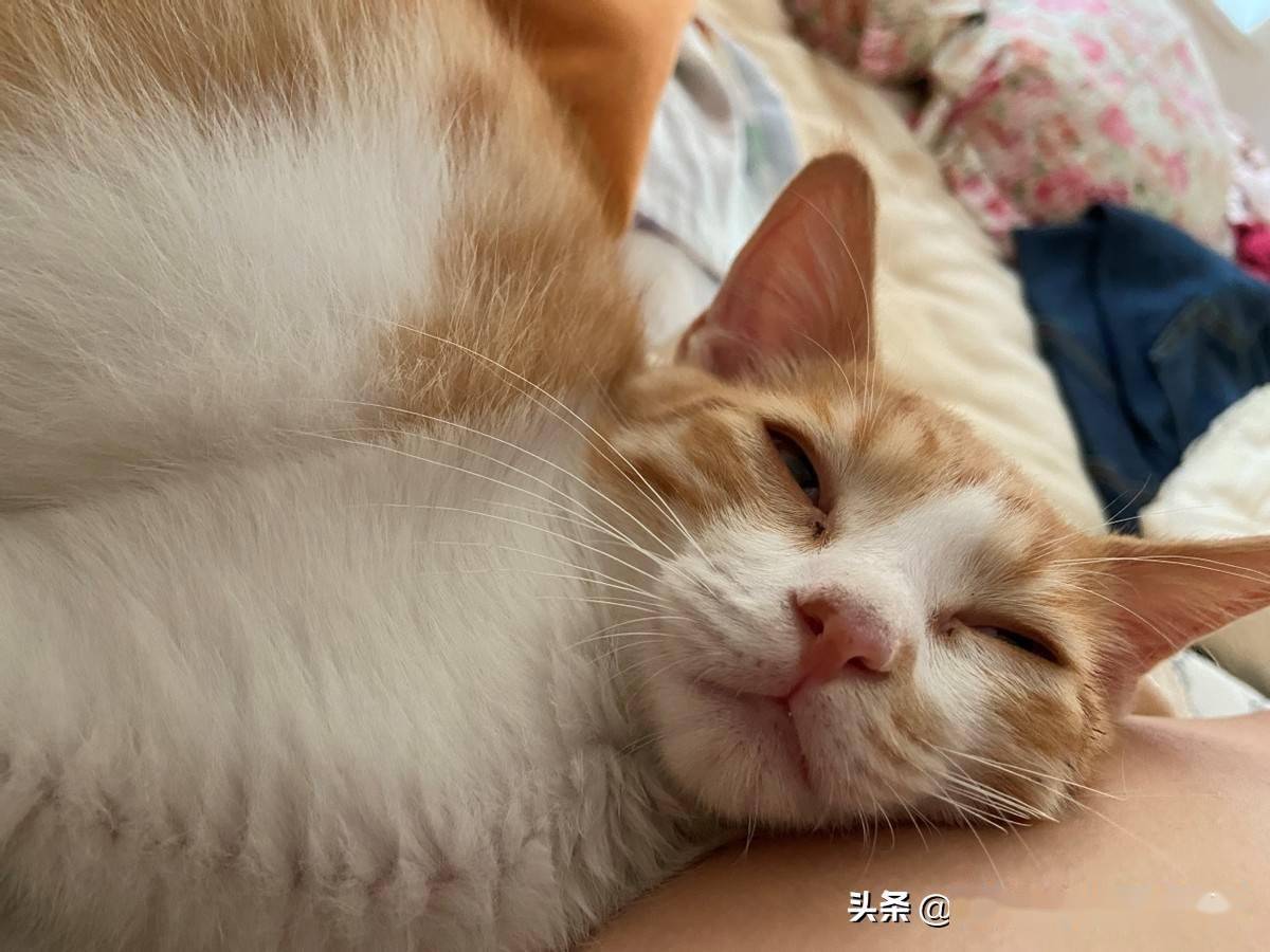 猫在可以安心睡觉的情况下各种奇奇怪怪的睡姿就出现了