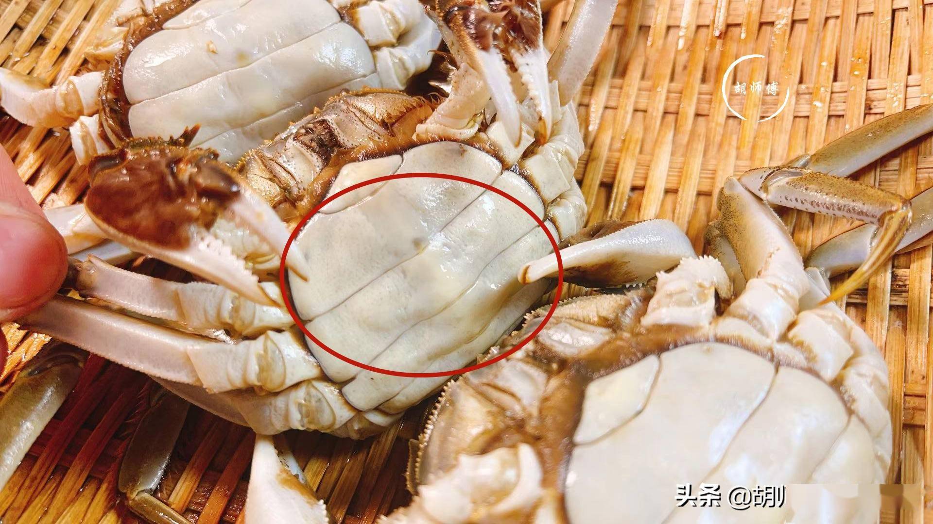 生长的过程中,会经历10多次的脱壳,而每一次脱壳,螃蟹壳的颜色会越深