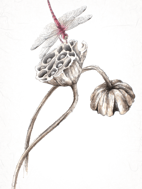 听蝉鸣画蝉形分享两种蝉的国画画法