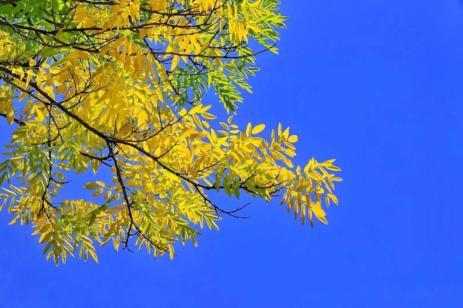 什么时候才算是秋天 5c796ecbea854012916366c4cb3d8209.jpeg