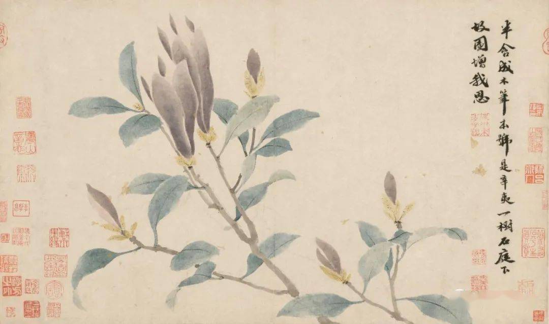 沈周《辛夷图》故宫博物院藏