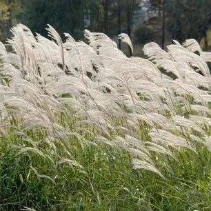 枫叶荻花秋瑟瑟_芦荻