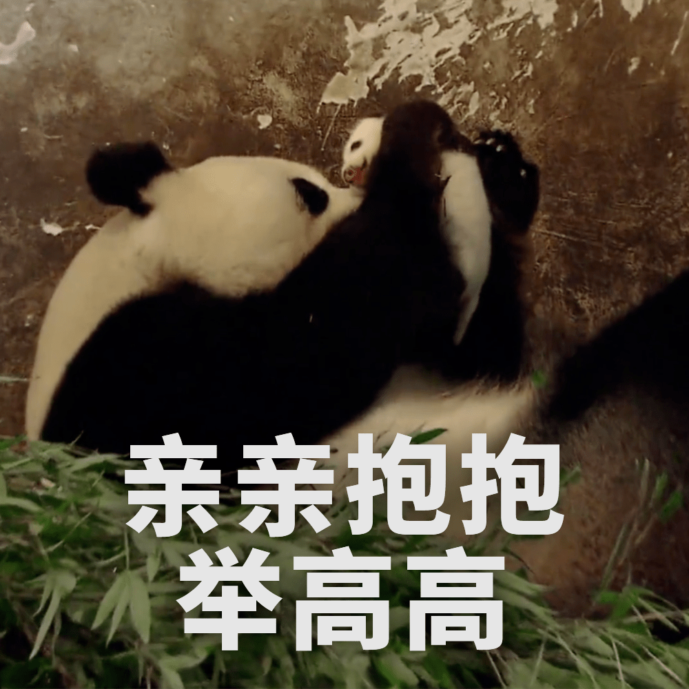 熊猫抱人看戏表情包图片