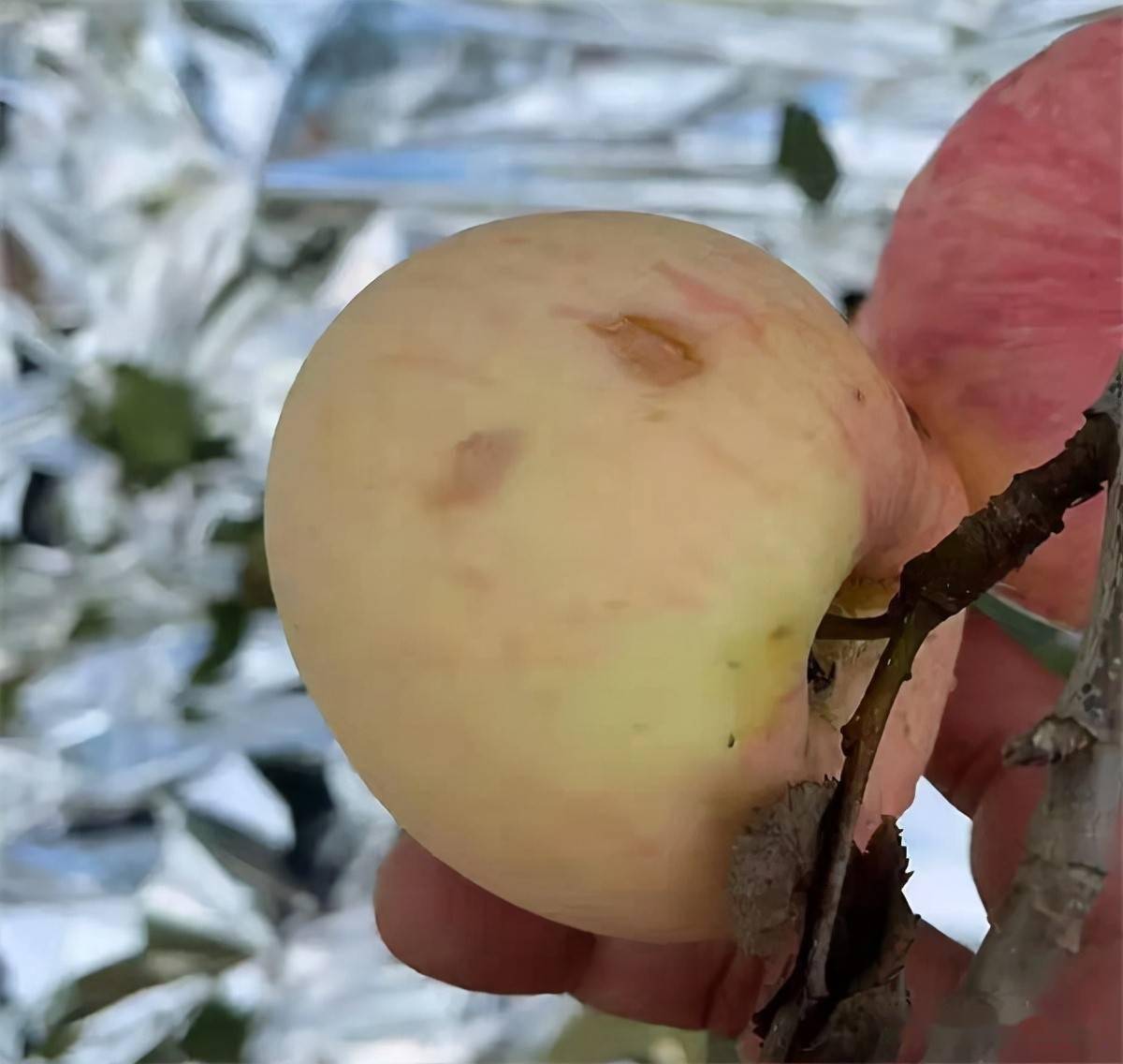 即将采收上市,却突遭冰雹,几十万吨果子遇袭,果农心痛不已_苹果