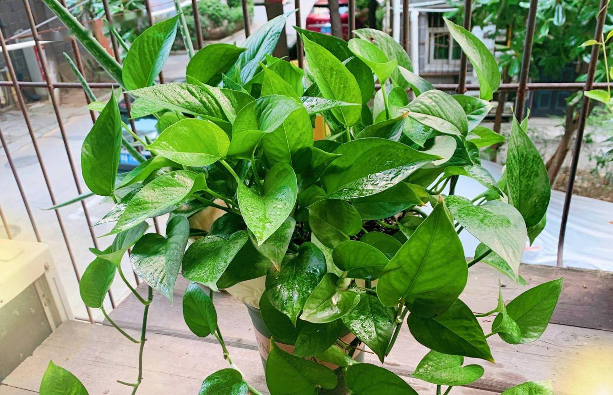 养绿萝要注意的一个细节新叶新枝更多爬藤一大片