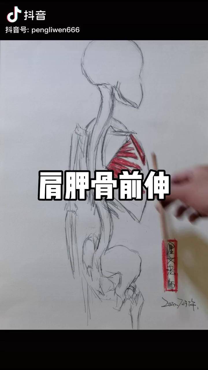 肩胛骨前伸理文老师全身关节运动与矫正圆肩翼状肩胛肩峰撞击健身