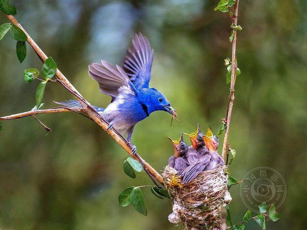 摄影|获奖公布丨2021第十届台中国际摄影艺术展作品（自然组）