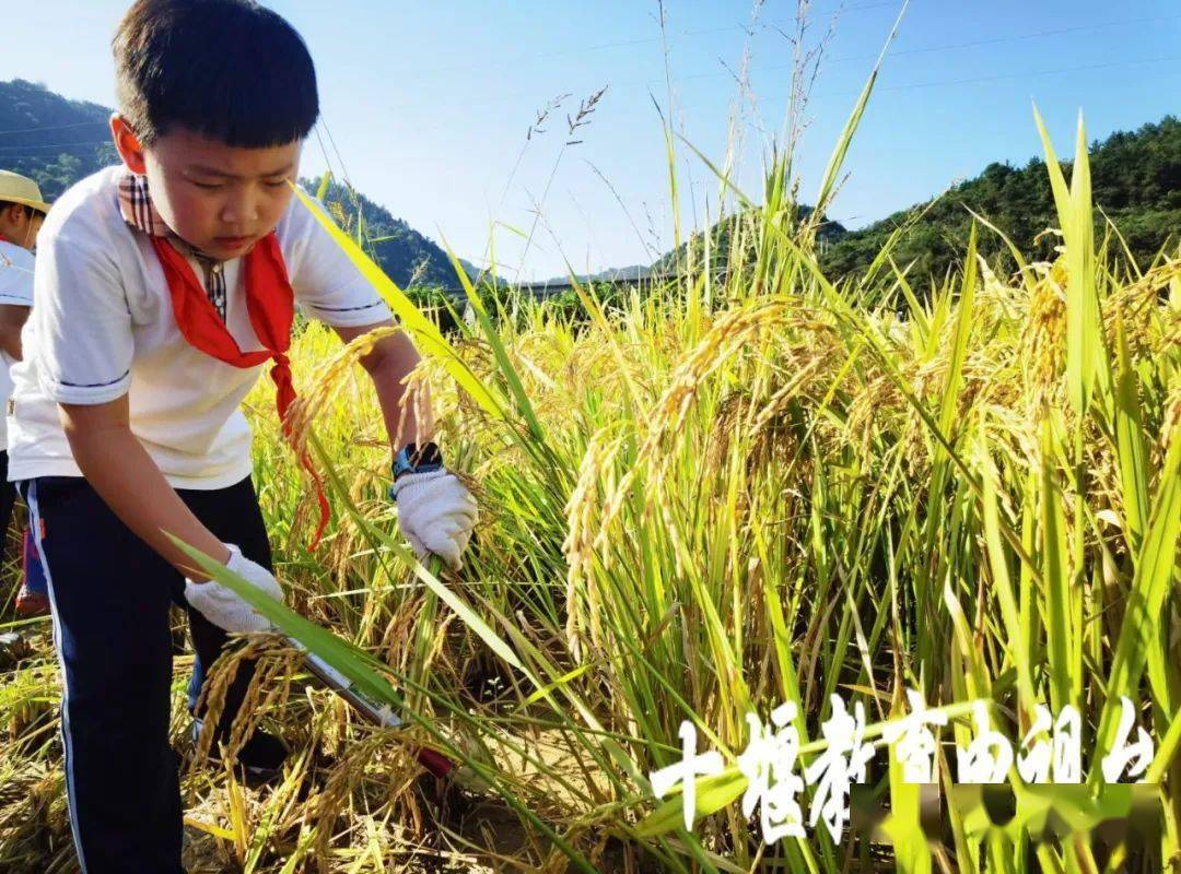 在稻田里,老师亲身向学生示范收割水稻的技巧,并现场传授关于水稻种植