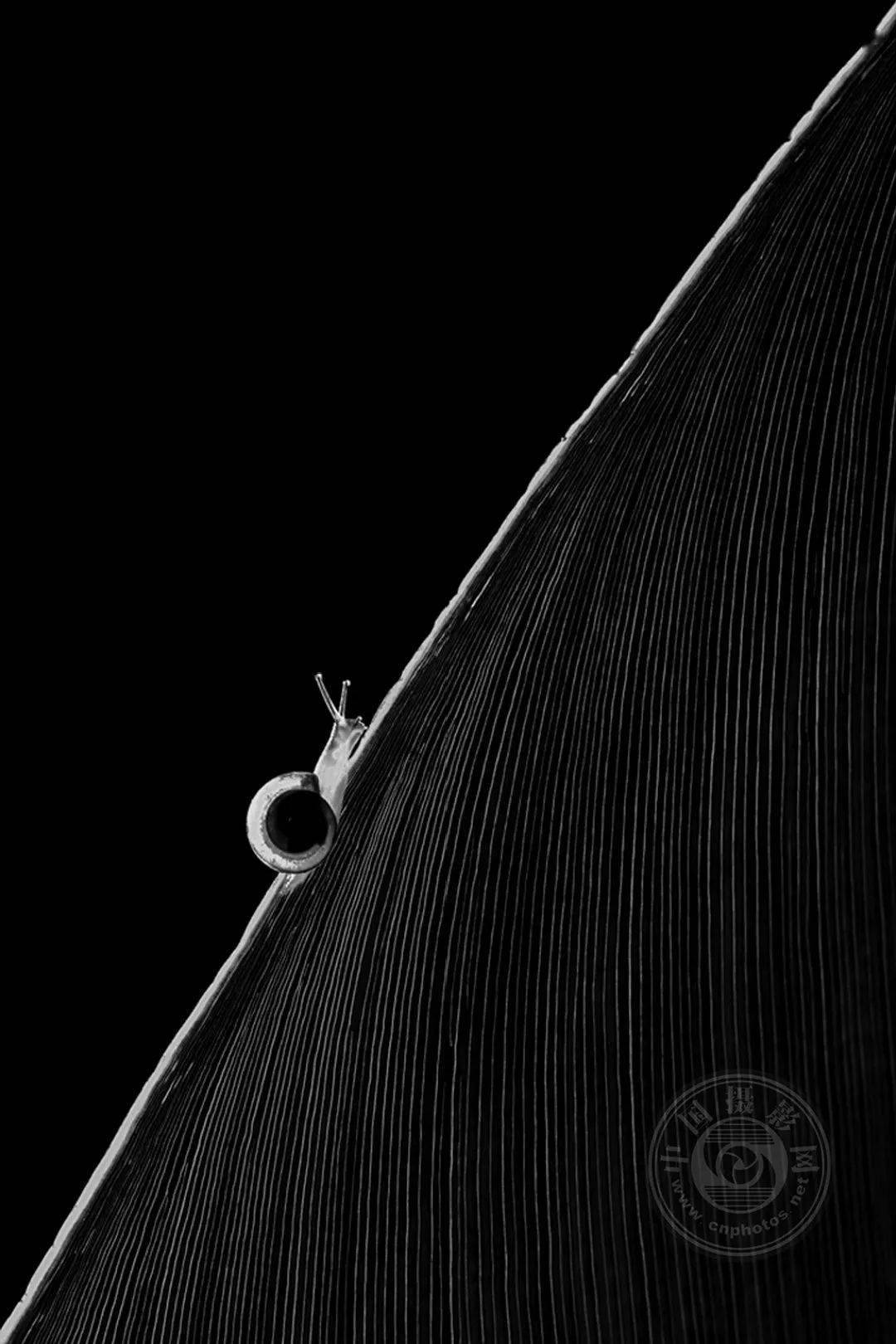 摄影|获奖公布丨2021第十届台中国际摄影艺术展作品（自然组）