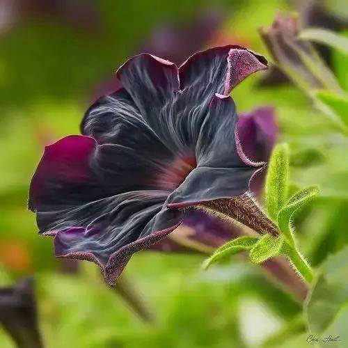 花的图片暗系 27e31443fd064747bf21b632712fc9e9.jpeg