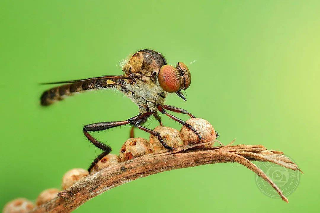 摄影|获奖公布丨2021第十届台中国际摄影艺术展作品（自然组）