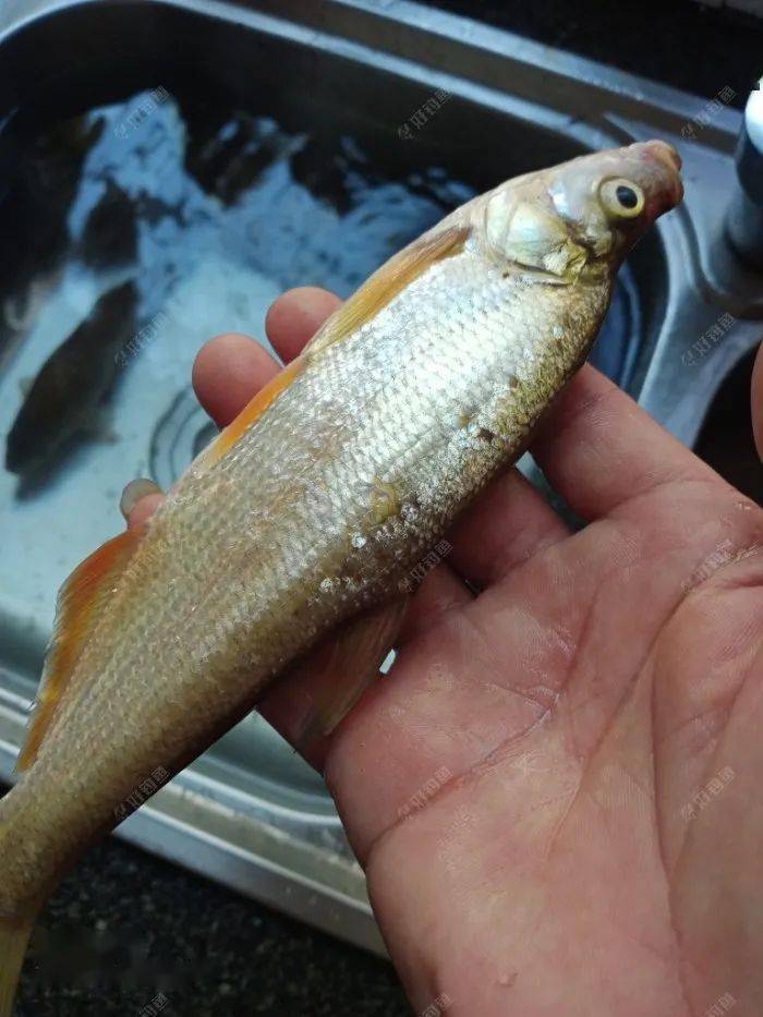 二钓练江渔梁垻,鲫鱼红尾上岸来_饵料