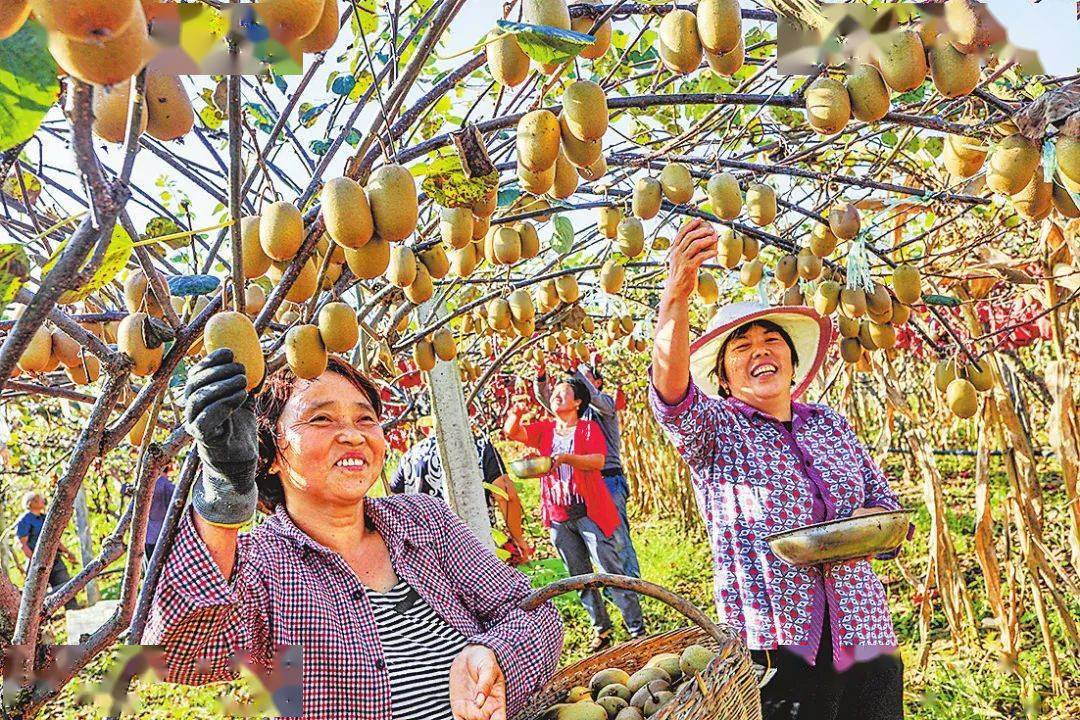2021年“中国农民丰收节”河南省主会场开幕式活动今日举行