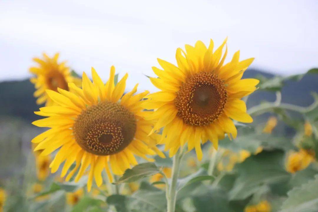 向阳而生,温暖绽放!来武功山邂逅一片向日葵花海吧