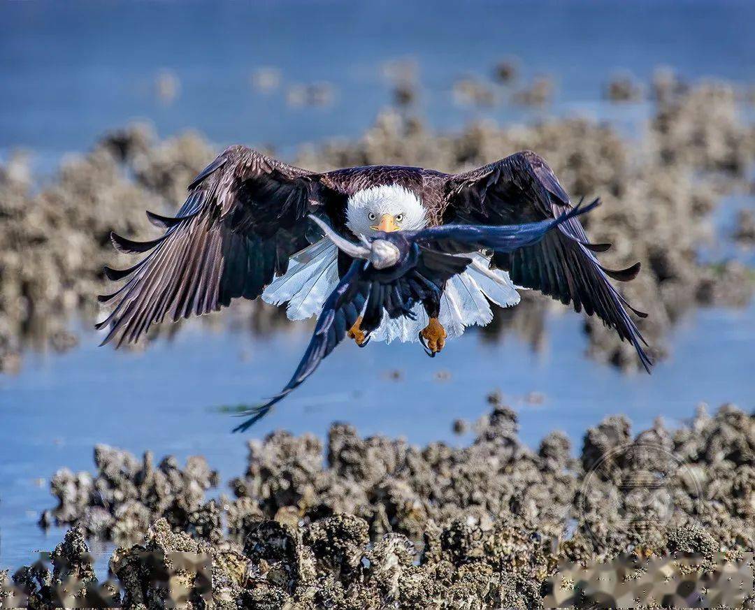 摄影|获奖公布丨2021第十届台中国际摄影艺术展作品（自然组）