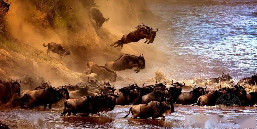 摄影|获奖公布丨2021第十届台中国际摄影艺术展作品（自然组）