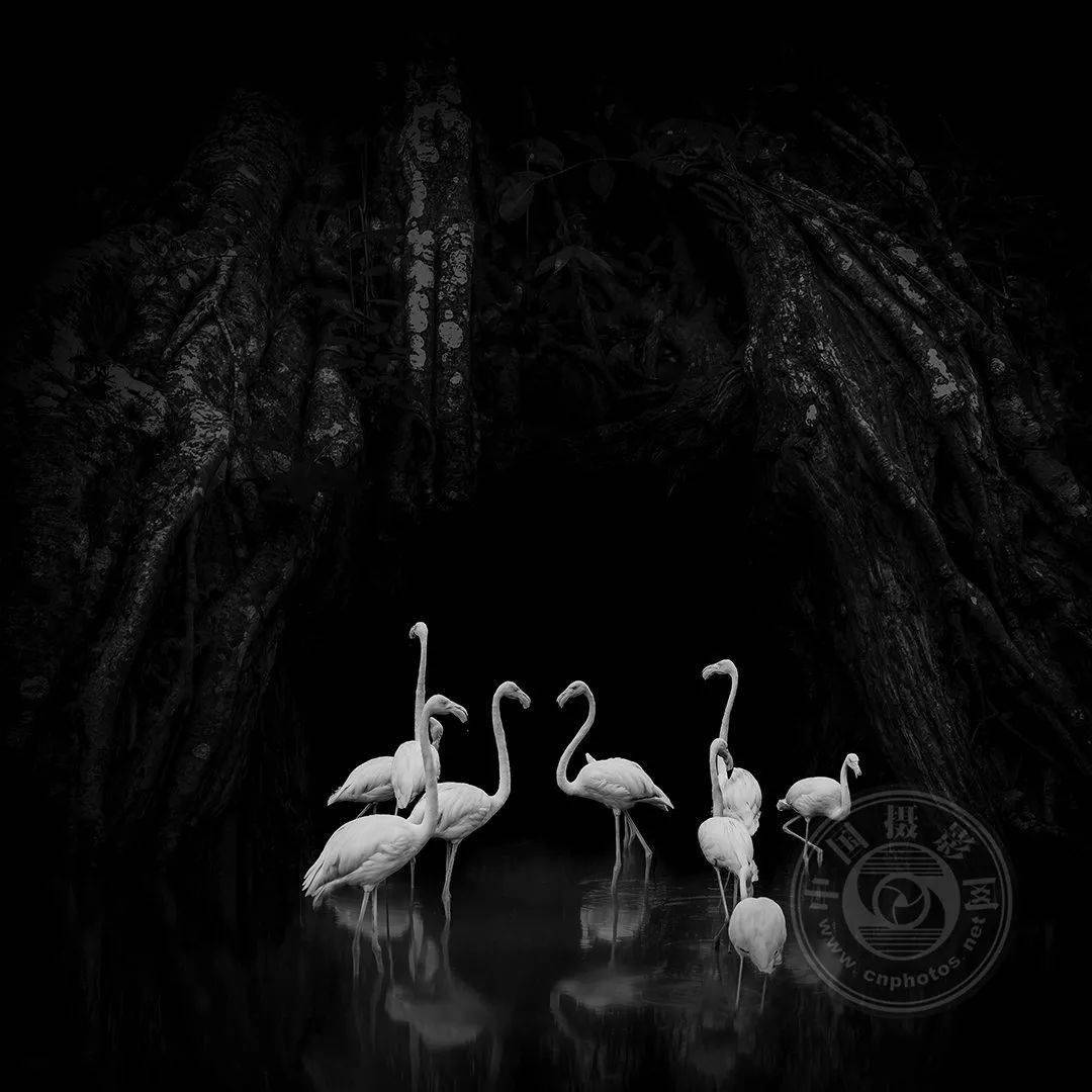 摄影|获奖公布丨2021第十届台中国际摄影艺术展作品（自然组）