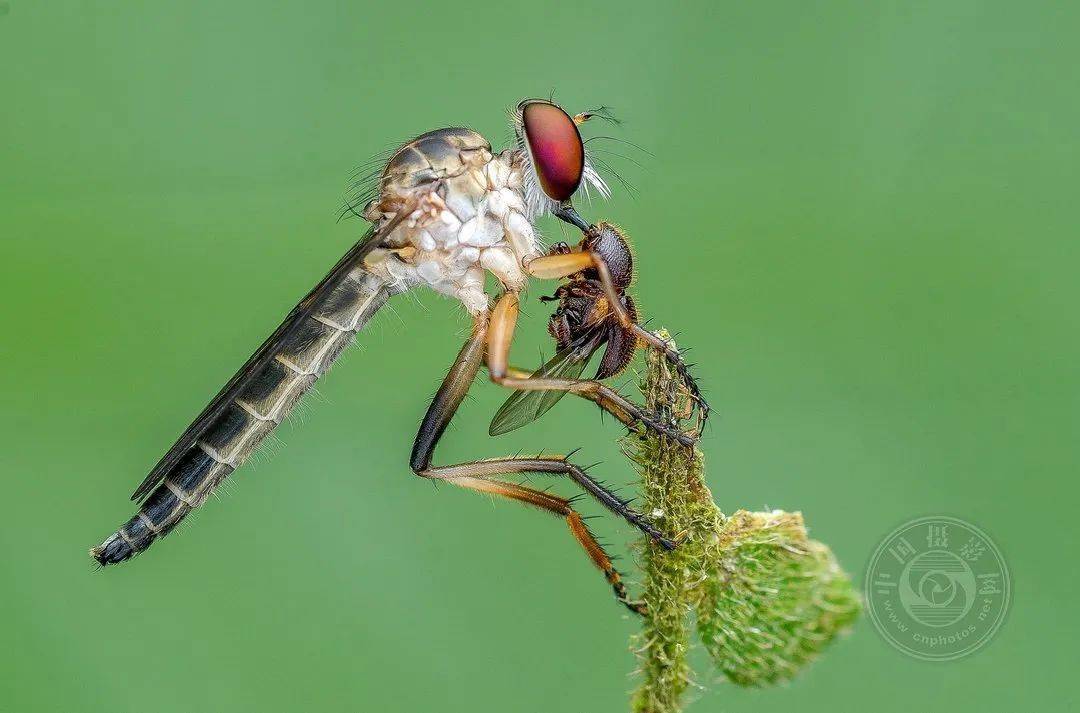 摄影|获奖公布丨2021第十届台中国际摄影艺术展作品（自然组）