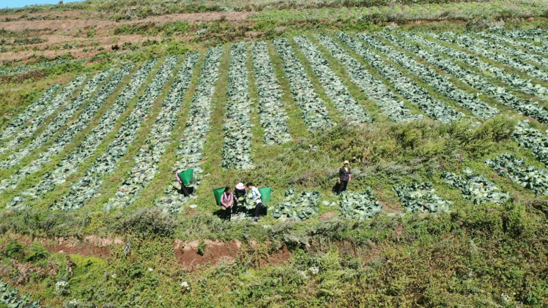 黑土河鎮黑土河社區:蓮花白迎豐收 群眾露笑顏