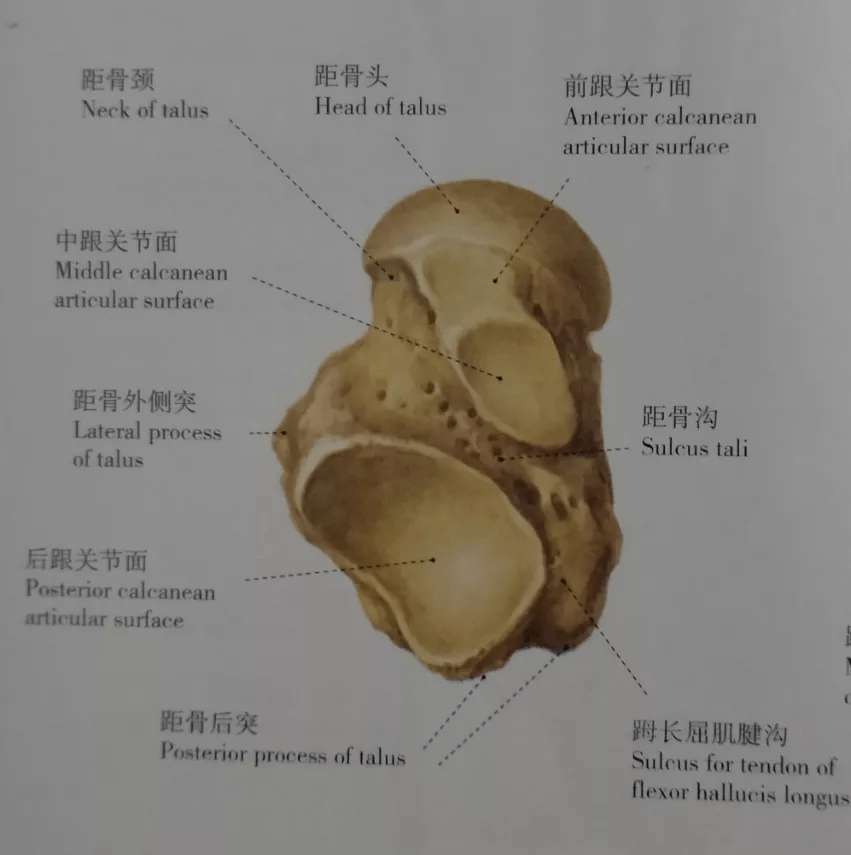 跟骨下面观跟骨上面观跟骨侧面观跟骨上下面解剖距下关节运动状态足部