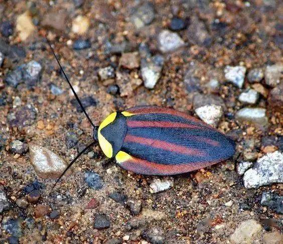 7"巧克力球"蟑螂球蠊,是不是很像"巧克力"球,一种想一口咬上去的冲动!