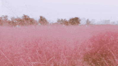 【智慧旅游】 9月30日-10月3日,超集芒草节!不见不散