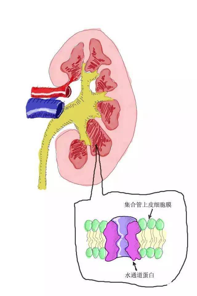 使得集合管對