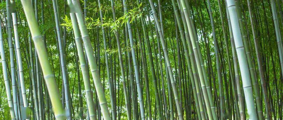 描写竹的优美词